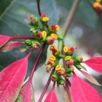 Euphorbia pulcherrima Willd. ex Klotzsch